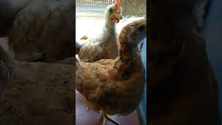 chicken song  #shorts#viral🥚🐣🐥🐤🐔🐓