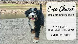 Coco's Puppy Head Start Board & Train Boise