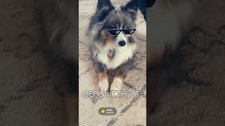 Ezzy the Australian Shepherd | Deal with it #2023