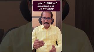 What are the Wastes daily Excreted In Urine?  #shorts தினமும் சிறுநீரில் வெளியேறும் கழிகள்!