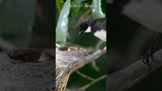 Baby bird feeding #birdshorts #shorts