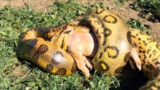 Anaconda Eats a Pig