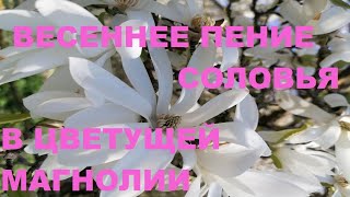 ПЕНИЕ СОЛОВЬЯ В ЦВЕТУЩЕЙ МАГНОЛИИ-ПЕНИЕ ПТИЦ ИСЦЕЛЯЕТ-(АНОНС ВИДЕО)-ПОЛНАЯ ВЕРСИЯ НА НОВОМ КАНАЛЕ