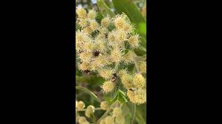 Conocarpus Flowers are so Beautiful and Attractive