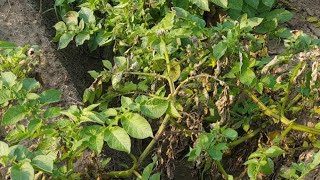 Potato late blight information । ਆਲੂ ਨੂੰ ਝੁਲਸ ਰੋਗ ਦੇ ਹੱਲ