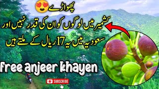 Kashmir main free anjeer khayen || free mein ghumna firna || SA Ajk Vlogs #youtubevideo