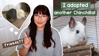 I adopted another Chinchilla! Will they be friends?