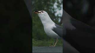 Nature in all its glory, Seagull swallows starling whole! #shorts #nature #nikon