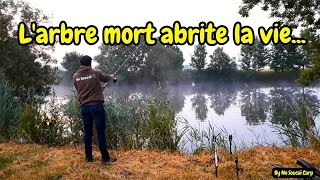 L'arbre mort abrite la vie...