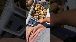 Sběr BRAMBOR na vesnici 🥔 #homestead #farming #village #shorts #cultivator #potatoes #food