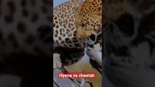 Hyena vs cheetah #wildlife #animals