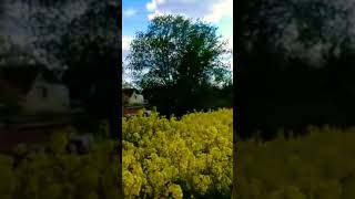 Amazing Germany field with yellow sun flowers #europe#trending