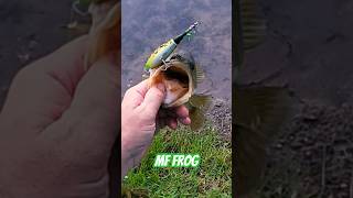 🎥🎣 LargeMouth Makes Wake to Choppo 90 Frog🤙