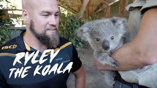 Ryley the Koala