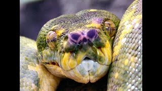 YOU Won't Believe What These Snakes Do in JUST One Bite! ☠️  #deadlysnakes #LethalBite #Assassins