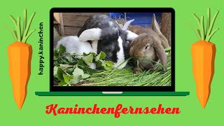 Kaninchen Verhalten beobachten