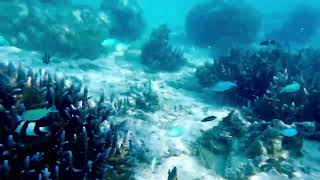 Snorkelling at the north end of Kuramathi