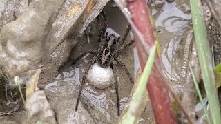 Wolf Spider Escapes Underwater with Egg sac