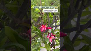 Plant Chori❌Pyaar✅ #youtube #garden #flowers #plumeria #champa