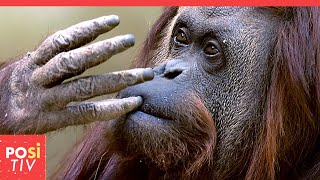 Der Orang-Utan, die ihren eigenen Fall vor Gericht brachte