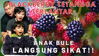 PANEN BUAH BLACKBERRY LIAR GRATIS DIAMERIKA, NEMU DI JALAN DAN DI KEBUN TETANGGA |  DapurIstriBule