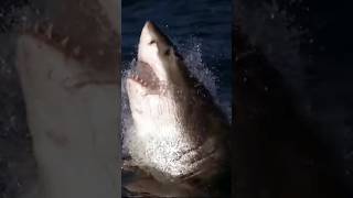 Bull Shark VS Great White Shark