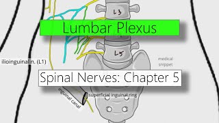 Lumbar Plexus | Nervous system | 4K | Spinal nerves: Chapter 5