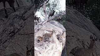 WILD DOGS HUNT ANTELOPE ON EDGE OF CLIFF#lion #animals #wildlife #bestvideo