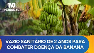 Embrapa recomenda vazio sanitário de 2 anos para combater doença da banana