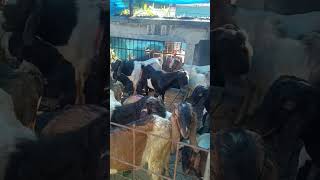 KAMBING KURBAN#viral#kurban