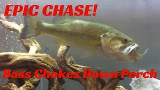 EPIC CHASE - BASS CHOKES DOWN PERCH SUNFISH