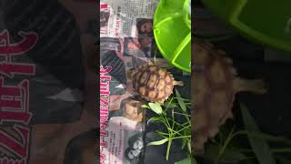 Day21 #shortvideo2024  #sulcatatortoise #tortoise #pets #petlover