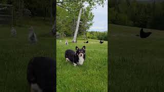 Winston with the Chickens