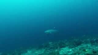 thresher sharks malapascua