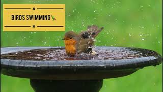 Birds taking bath in a tray of water 🦜💦 #nature #birds #homegarden #birdwatching #birdslover