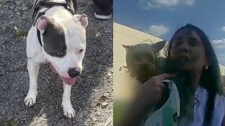 Pit Bull owner left the scene after it attacked a woman and her small dog