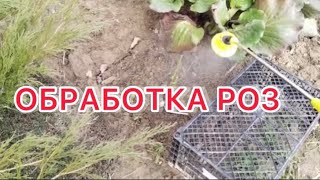 Первая обработка РОЗ в ЭТОМ году! 👩🏻‍🌾🌹