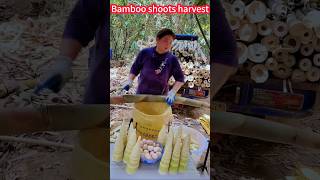 Fresh and delicious bamboo shoots collection strategy! A Knife Cut，crispy鮮嫩好吃的竹筍採攻略！一刀刀切斷，香脆美味，技巧大公開