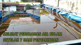 Perubahan air kolam || setelah 7 hari penyaringan