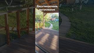 На улице холодно гуляю с собакой из дома