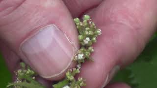 Rocky Woods & Seepy Meadows: Brook Lettuce