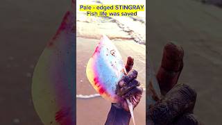 Stingray fish life saved#arcade #ytshorts #trending #fish#respect #viralvideo