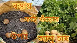 আলু চাষ করতে আর মাটির দরকার নেই,কাঠের গুড়োর সাথে কি কি মেশালে প্রচুর আলু চাষ করতে পারবেন দেখে নিন।