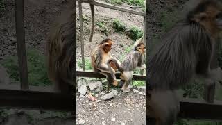 Delightful Dining A Golden Monkey's Culinary Adve #monkey #animals #cute