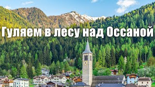 Гуляем в лесу в Оссане, Солнечная долина, Трентино, Италия [4K UHD]