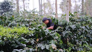 Trip Ke Kebun Kopi Halu Moondrop & Liberika