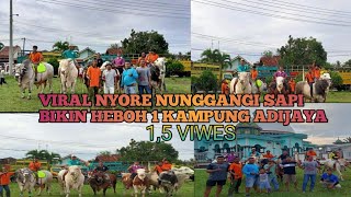 Viral 7 Ekor Sapi bikin heboh 1 kampung adijaya