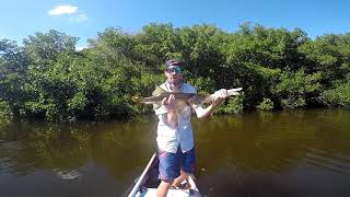 First Fall Fishing in Inshore Tampa bay for all sorts of species