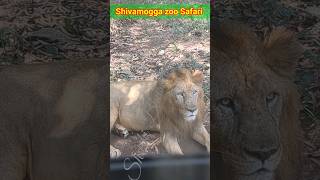 Lion Safari  #shorts #nature #lion