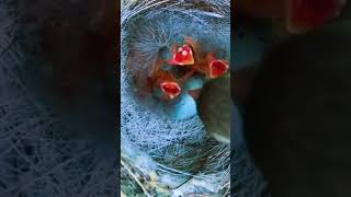 The Heartwarming Moment: Mother Bird Delivers Food to Her Chicks! ❤️🐣 #trendingshorts #shortsfeed